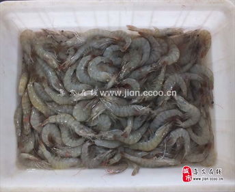 品江鮮，選集安——天天活海鮮與鴨綠江特產(chǎn)淡水魚批發(fā)及農(nóng)副產(chǎn)品銷售指南