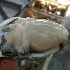郵樂網(wǎng)海鮮水產(chǎn)全品類采購(gòu)指南 報(bào)價(jià)、圖片與農(nóng)副產(chǎn)品一站式購(gòu)齊
